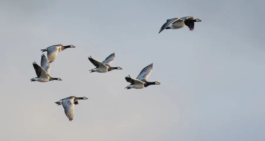 家电经销商的好日子正在到来(图1)