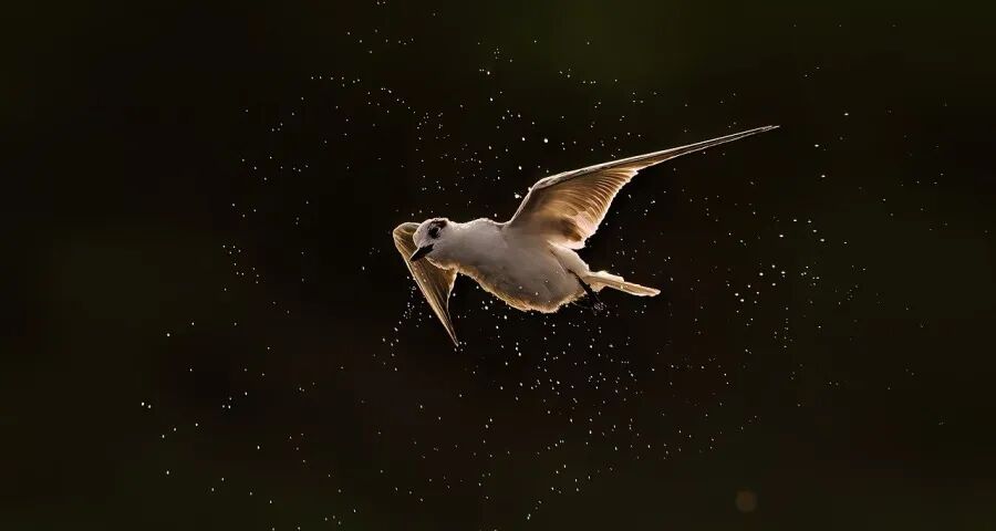 今年家电市场表现将远超预期(图1)