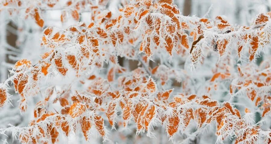 家电零售线上线下一体化藏陷阱(图1)