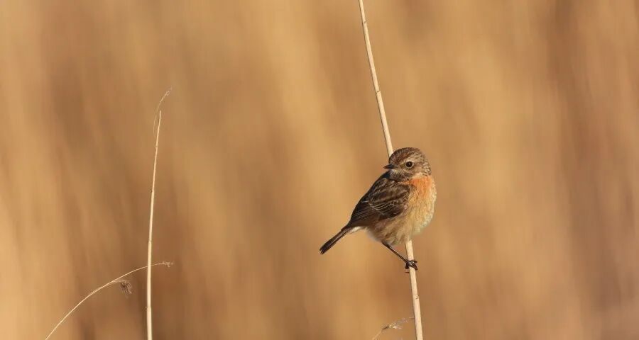 警惕京东家电“百亿双补”的冲击